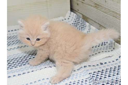 成約済の愛知県のマンチカン-92927の6枚目